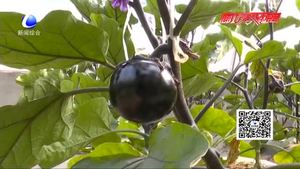 科技成果示范基地：日光溫室甜椒、番茄、茄子優(yōu)良品種示范