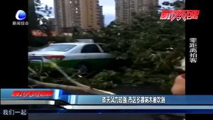 昨天風力較強  市區(qū)多棵樹木被吹倒
