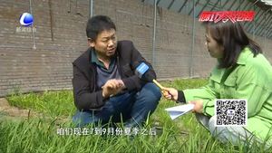 科技成果示范基地：日光溫室韭菜、黃瓜、草莓優(yōu)良品種示范