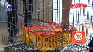“亮劍2020”再添戰(zhàn)果 永清公安打掉一非法銷售珍貴 瀕臨野生動物犯罪團(tuán)伙