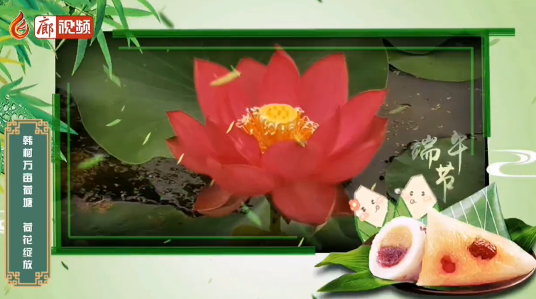 廊視頻 | 粽香來(lái)荷花開(kāi)