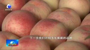 永清縣石各莊村：仙桃種植帶來(lái)好效益