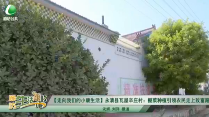 【走向我們的小康生】永清縣瓦屋辛莊村：棚蔡種植引領農(nóng)民走上致富路