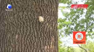 零距離·熱線：樹上生蟲繭？相關(guān)部門回應(yīng)：可生物防治美國白蛾 無害！
