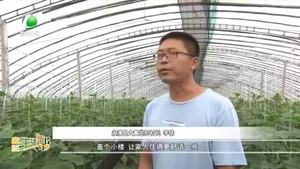 【走向我們的小康生活】永清縣大青垡村：設(shè)施農(nóng)業(yè)為村民帶來(lái)好日子