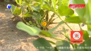 農博士 話農事：高油酸花生特點及栽培技術