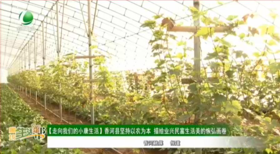 【走向我們的小康生活】香河縣堅(jiān)持以農(nóng)為本 描繪業(yè)興民富生活美的恢弘畫(huà)卷