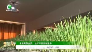 永清黃芽韭菜：地標產(chǎn)品俏銷隆冬