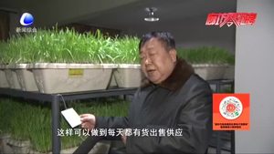永清黃芽韭菜：地標產(chǎn)品促銷隆冬