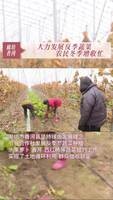 廊坊香河：大力發(fā)展#反季蔬菜 農民冬季增收忙