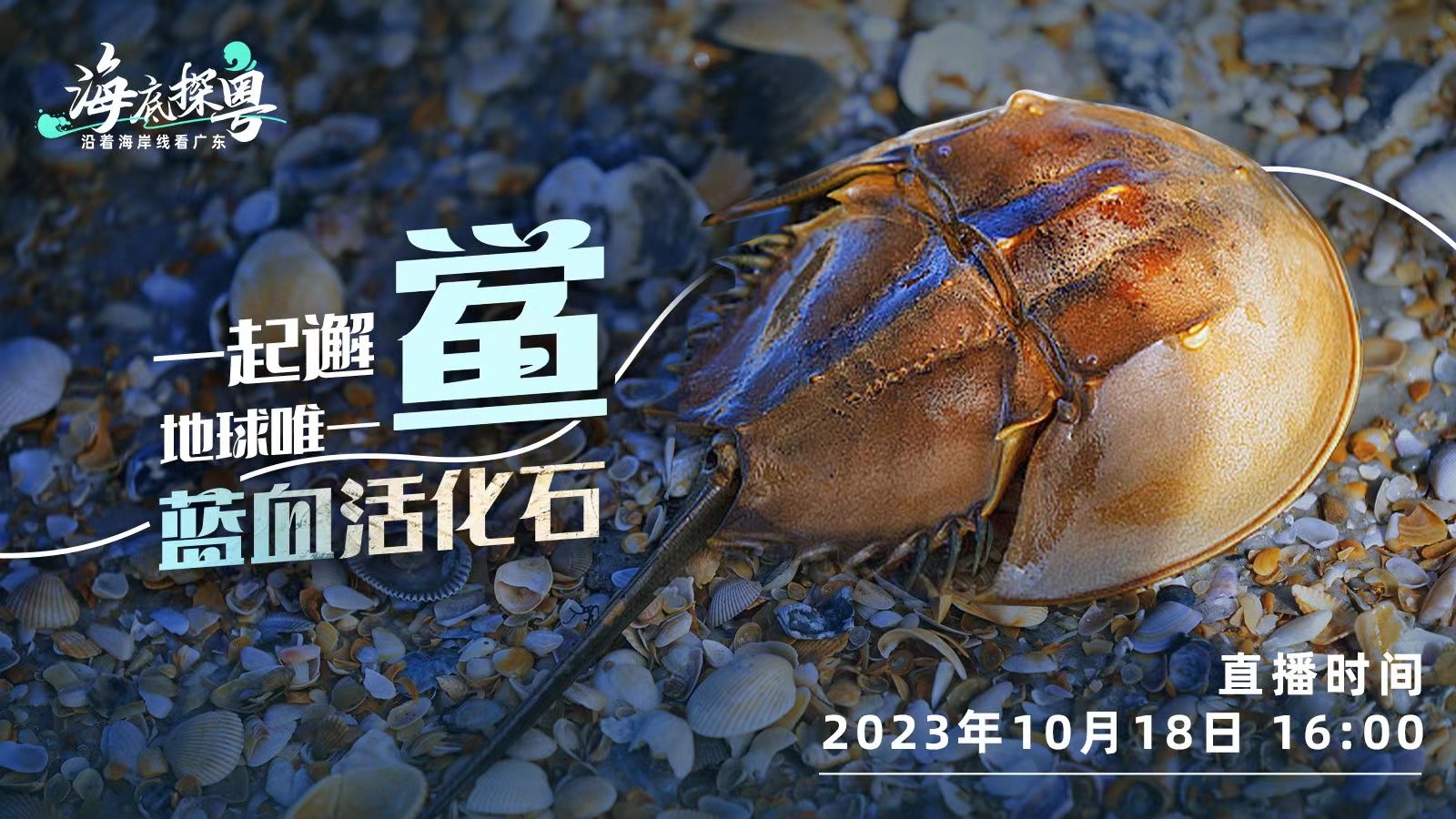 直播 | 一起邂“鱟”地球唯一“藍血活化石”！