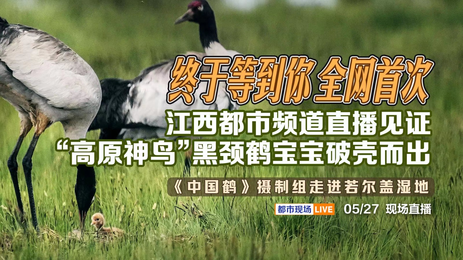 終于等到你 全網(wǎng)首次！江西都市頻道直播見證“高原神鳥”黑頸鶴寶寶破殼而出——《中國鶴》攝制組走進(jìn)若爾蓋濕地