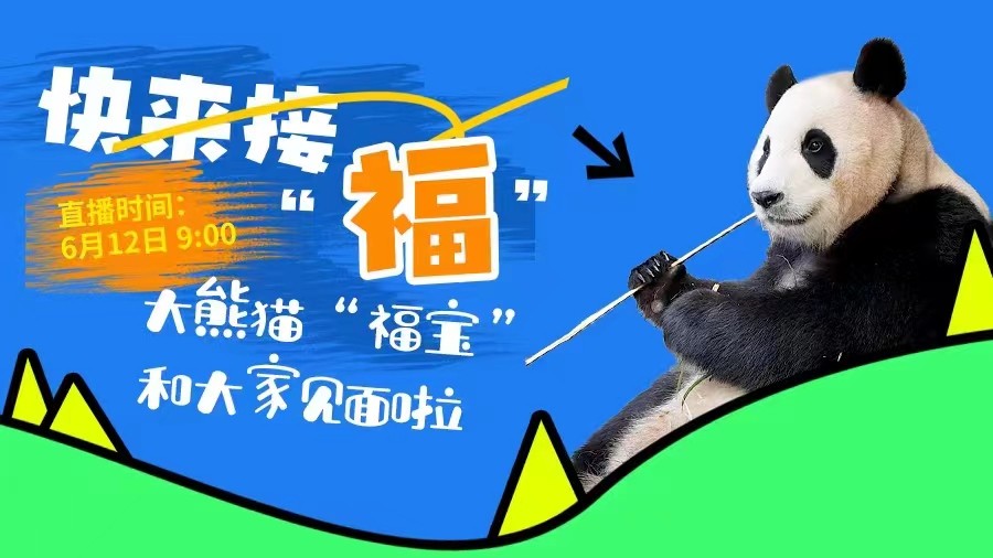 快來接“福”！大熊貓“福寶”和大家見面啦