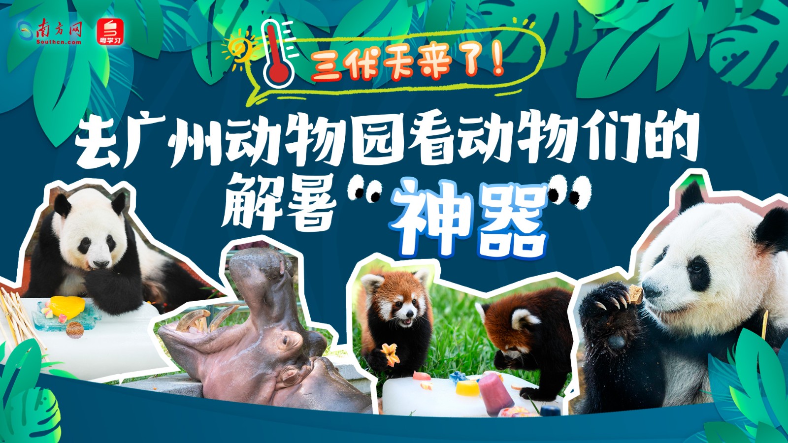三伏天來了！去廣州動物園看動物們的解暑“神器”