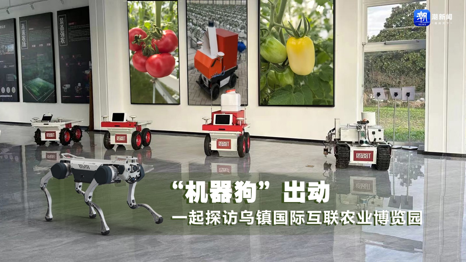 “機器狗”出動 一起探訪烏鎮(zhèn)國際互聯(lián)農業(yè)博覽園