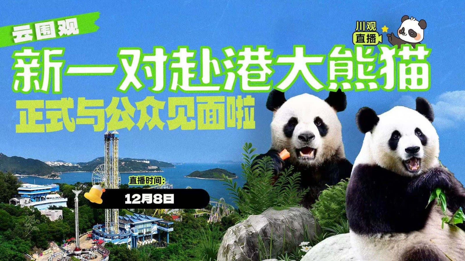 云圍觀！新一對(duì)赴港大熊貓正式與公眾見(jiàn)面啦