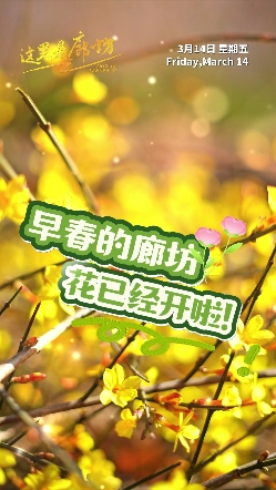 【這里是廊坊】早春的廊坊，花已經(jīng)開啦！