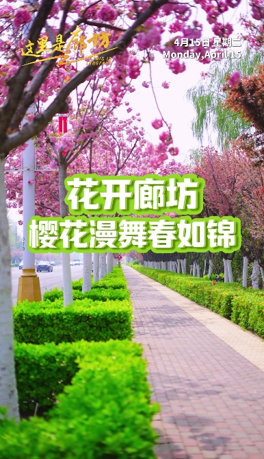【這里是廊坊】花開廊坊 櫻花漫舞春如錦