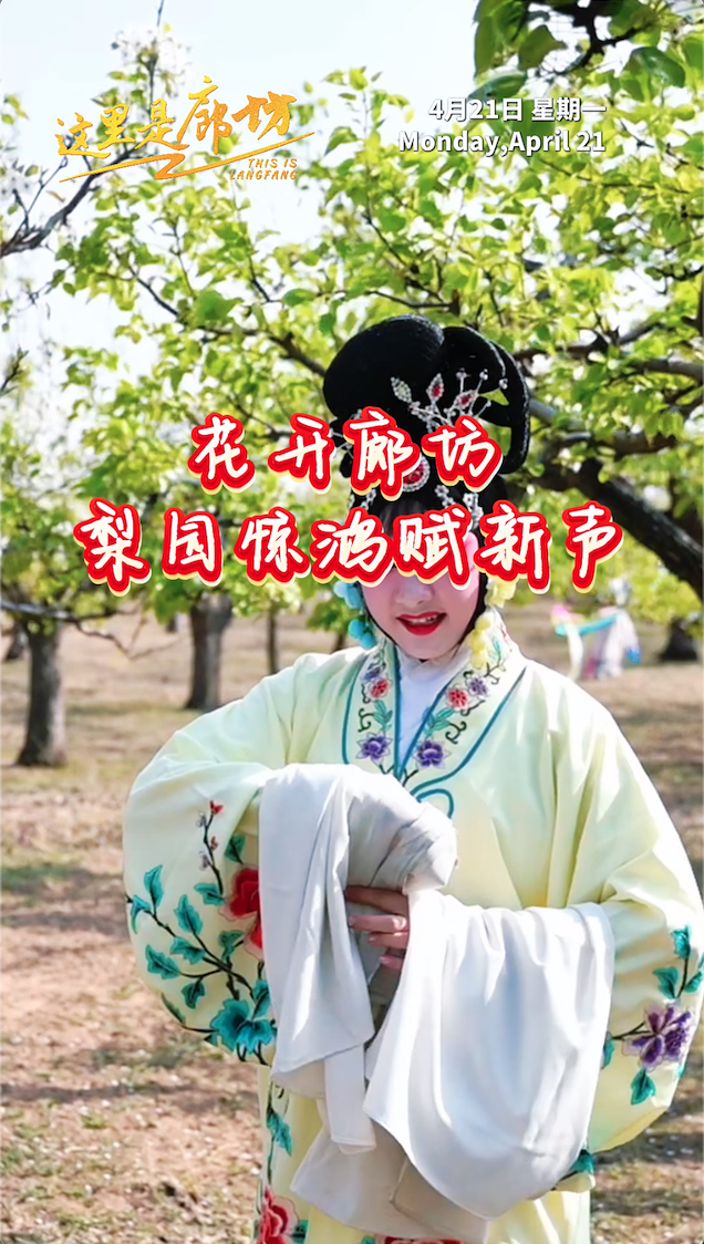 【這里是廊坊】花開(kāi)廊坊 梨園驚鴻賦新聲