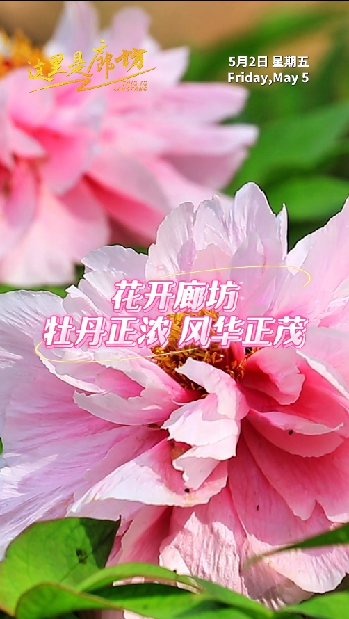【這里是廊坊】花開(kāi)廊坊 牡丹正濃 風(fēng)華正茂
