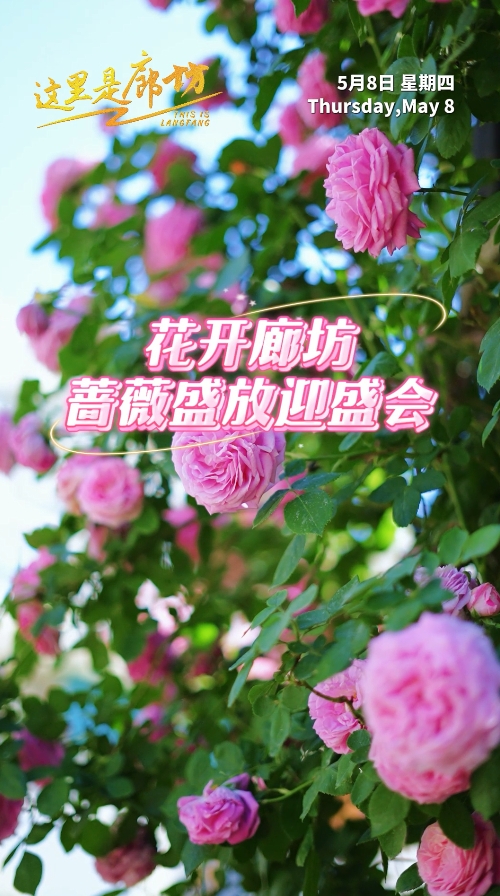 【這里是廊坊】花開(kāi)廊坊 薔薇盛放迎盛會(huì)