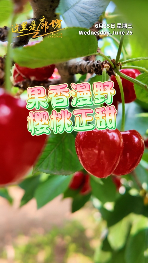 【這里是廊坊】果香漫野 櫻桃正甜