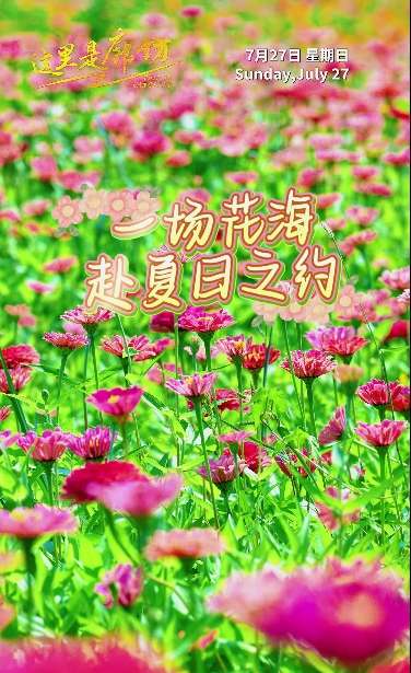 【這里是廊坊】一場花海 赴夏日之約