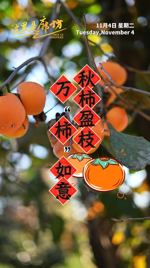 【這里是廊坊】秋柿盈枝 萬“柿”如意